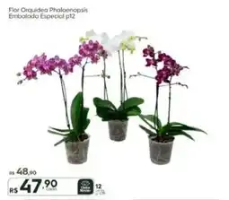 Master Supermercados Flor Orquídea Phalaenopsis Embalada Especial p12 oferta