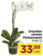 Carrefour Orquídea - variada phalaenopsis oferta