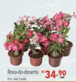 Supermercados Condor Rosa-do-deserto oferta