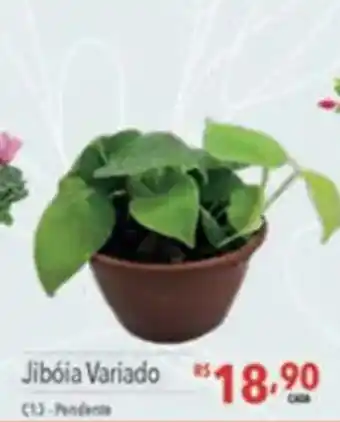 Supermercados Condor Jibóia variado oferta