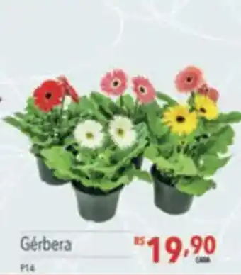 Supermercados Condor Gérbera oferta