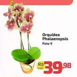 Supermercado Jacomar Orquídea Phalaenopsis oferta