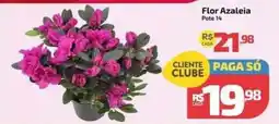 Supermercado Jacomar Flor Azaleia oferta