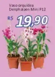 Supermercados Savegnago Vaso orquídea Denphalaen Mini P12 oferta