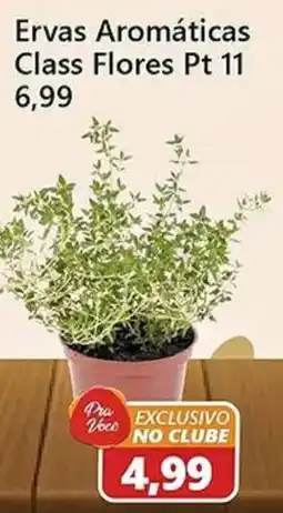 São Judas Tadeu ervas aromáticas class flores pt 11 oferta