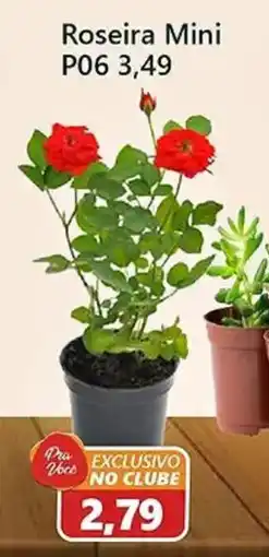 São Judas Tadeu Roseira Mini oferta