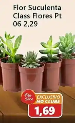 São Judas Tadeu Flor Suculenta Class Flores Pt 06 oferta