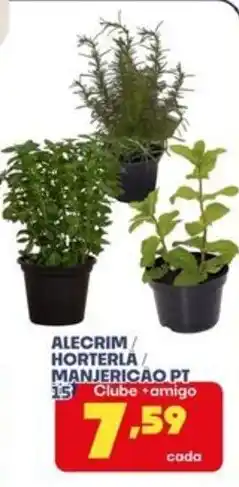 Boa Supermercados Alecrim / Hortelã / Manjericão pt oferta