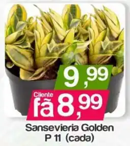 Supermercados Gricki Sansevieria Golden oferta