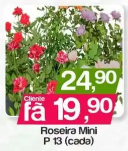 Supermercados Gricki Roseira Mini oferta
