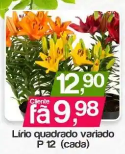 Supermercados Gricki Lírio quadrado variado oferta