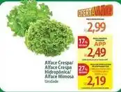 Atacadão Mimosa - alface crespa/alface crespa hidroponica/alface oferta