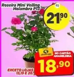 Amarelinha Supermercados Roseira Mini Veiling Holambra P13 oferta