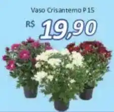 Supermercados Savegnago Vaso Crisantemo P15 oferta