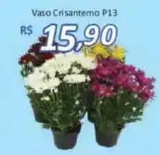Supermercados Savegnago Vaso Crisantemo P13 oferta