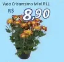 Supermercados Savegnago Vaso Crisantemo Mini P11 oferta