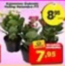 Amarelinha supermercados Aquecimento Eletrônico oferta