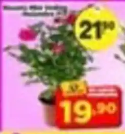 Amarelinha supermercados Flor oferta