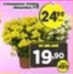 Amarelinha supermercados Chrysanthemum Yellow oferta