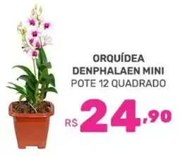 Supermercados Jau Serve Orquídea denphalaen mini oferta