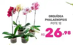 Supermercados Jau Serve Orquídea phalaenopsis oferta