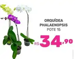 Supermercados Jau Serve Orquídea phalaenopsis oferta