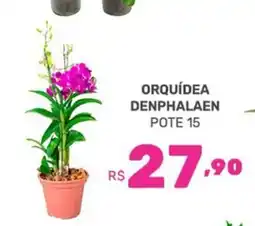 Supermercados Jau Serve Orquídea denphalaen oferta