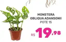 Supermercados Jau Serve monstera obliqua adansonii oferta