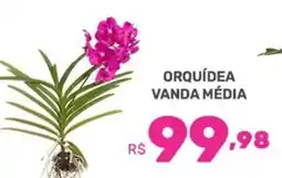 Supermercados Jau Serve Orquídea vanda média oferta