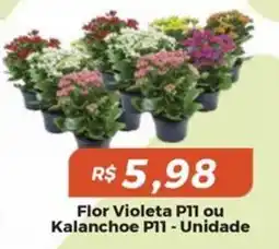 Mart Minas Flor Violeta P11 ou Kalanchoe P11 oferta