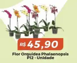 Mart Minas flor orquídea phalaenopsis oferta