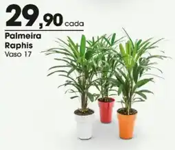 Zaffari Palmeira Raphis oferta