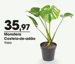 Zaffari Monstera costela-de-adão oferta