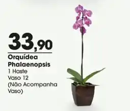 Zaffari Orquídea Phalaenopsis oferta