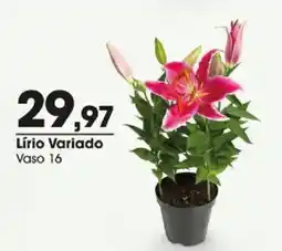 Zaffari Lírio Variado oferta