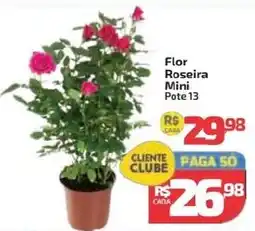 Supermercado Jacomar Flor Roseira Mini oferta