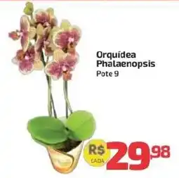 Supermercado Jacomar Orquídea Phalaenopsis oferta
