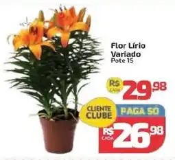 Supermercado Jacomar Flor Lírio Variado oferta