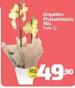 Supermercado Jacomar Orquidea Phalaenopsis Mix oferta