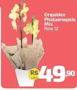 Supermercado Jacomar Orquidea Phalaenopsis Mix oferta