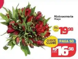 Supermercado Jacomar Astroemeria Maço oferta