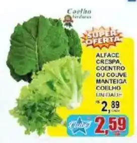 Alface crespa, coentro ou couve manteiga coelho