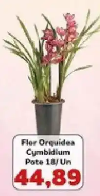 Supermercados Tauste Flor Orquídea Cymbidium oferta