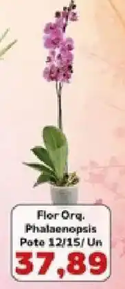 Supermercados Tauste Flor Org. Phalaenopsis oferta