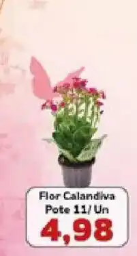 Supermercados Tauste Flor Calandiva oferta