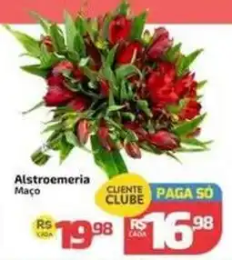 Supermercado Jacomar Alstroemeria Maço oferta
