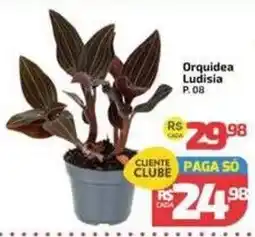 Supermercado Jacomar Orquidea Ludisia oferta