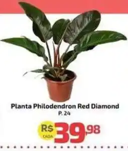 Supermercado Jacomar Planta philodendron red diamond oferta