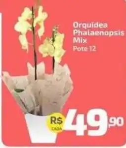 Supermercado Jacomar Orquidea Phalaenopsis Mix oferta