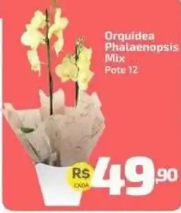 Supermercado Jacomar Orquidea Phalaenopsis Mix oferta